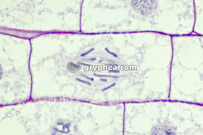 Racine de Blé - Cellule végétale en cours de division (mitose) : anaphase x150 - gryphea.org